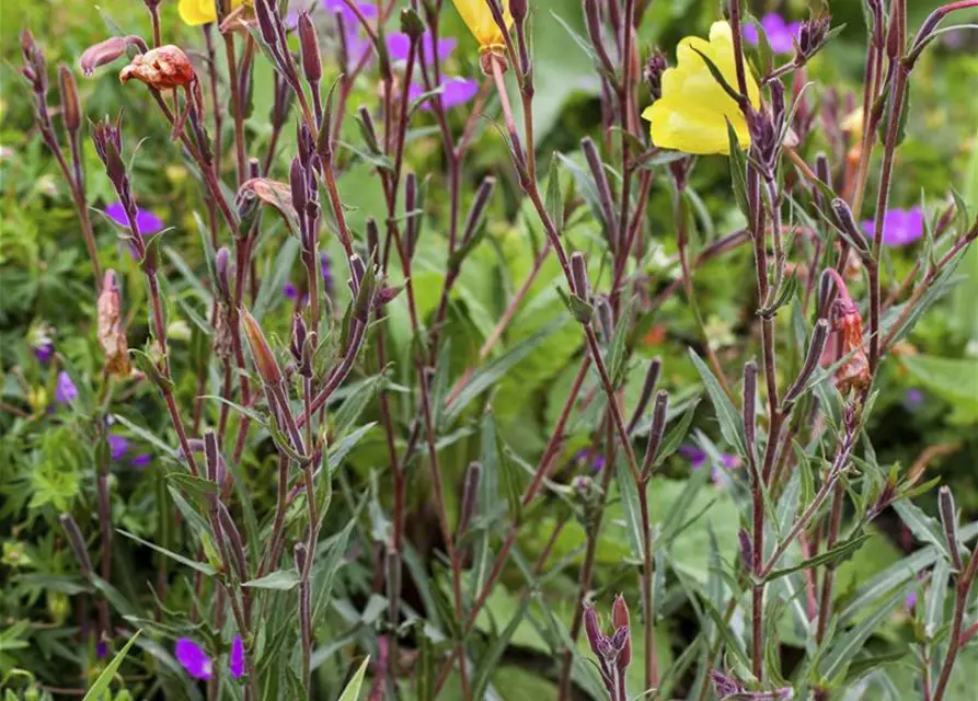 Oenothera fruticosa