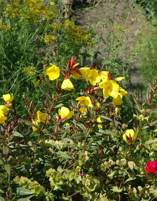 Oenothera fruticosa