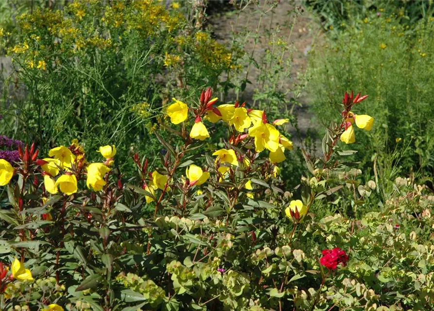 Oenothera fruticosa