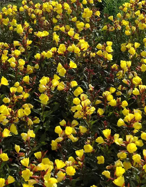 Oenothera fruticosa