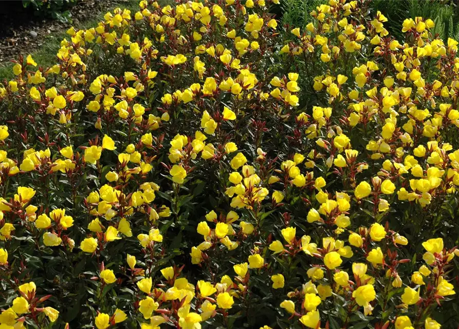 Oenothera fruticosa