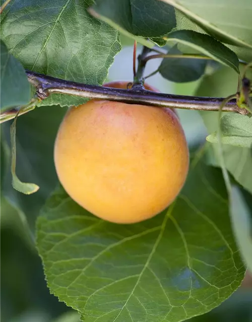 Prunus armeniaca