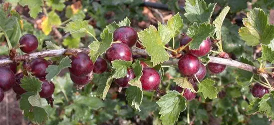 Ribes x nidigrolaria