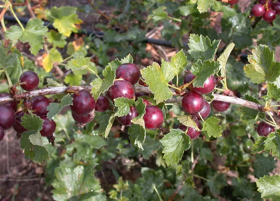 Ribes x nidigrolaria