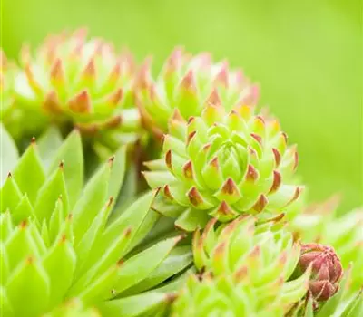 Sempervivum tectorum