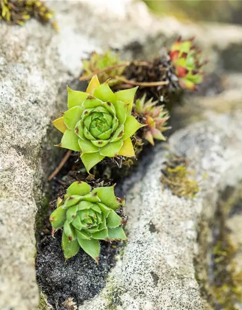 Sempervivum tectorum