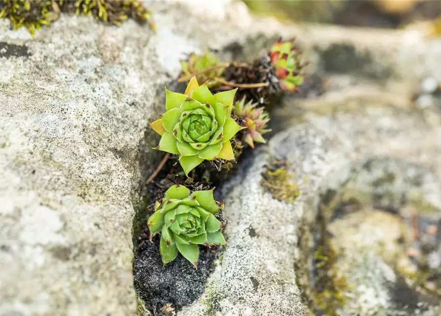 Sempervivum tectorum