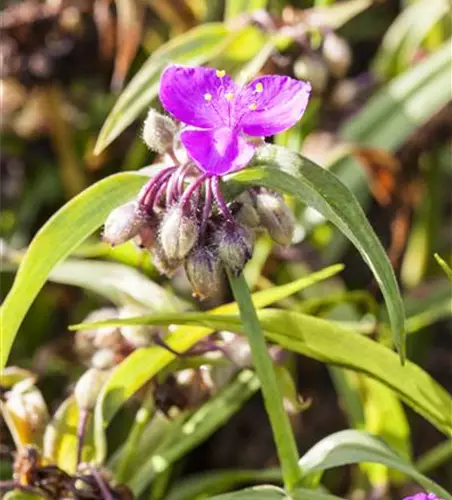 Tradescantia andersoniana