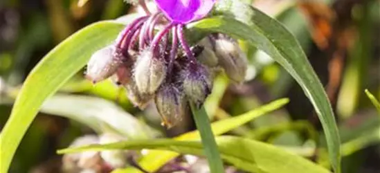 Tradescantia andersoniana