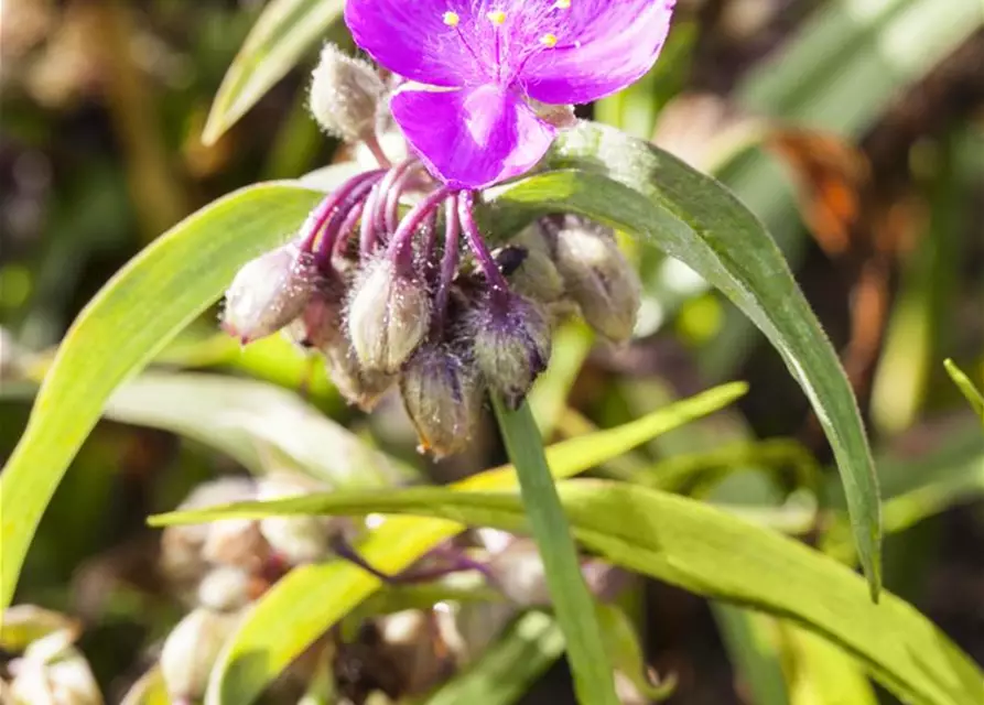 Tradescantia andersoniana