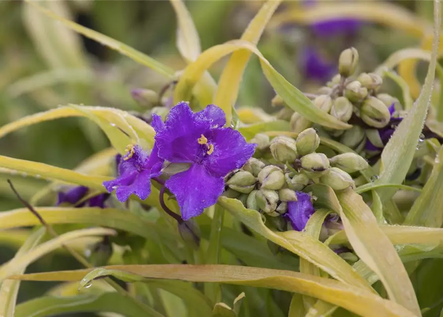 Tradescantia andersoniana