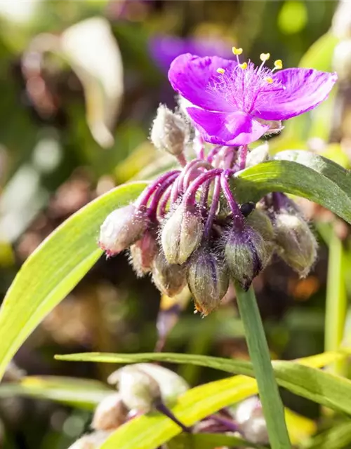 Tradescantia andersoniana