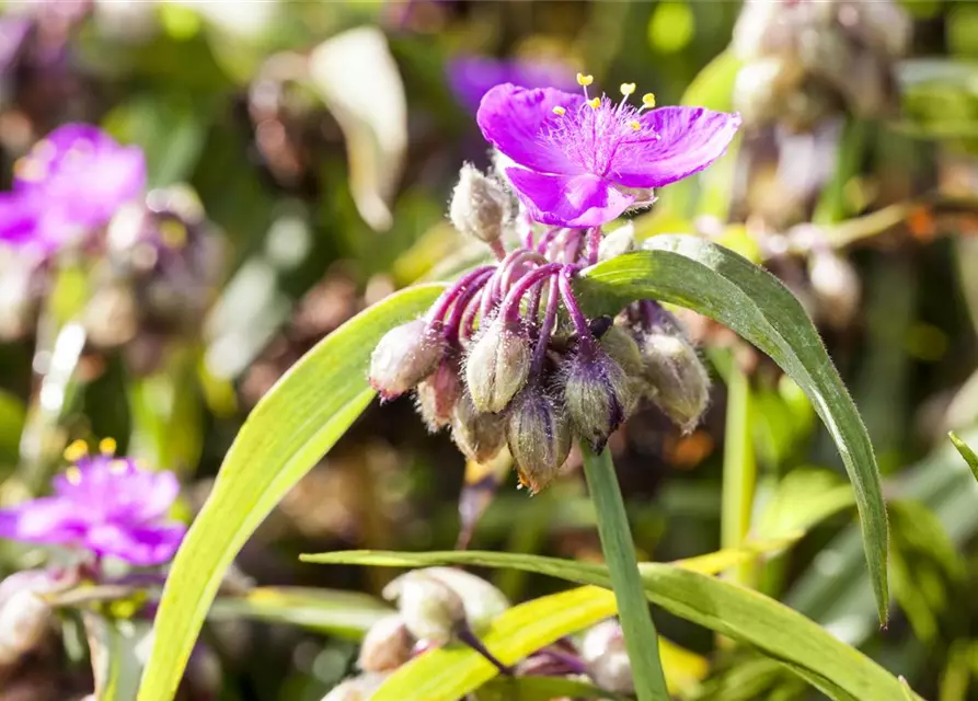 Tradescantia andersoniana