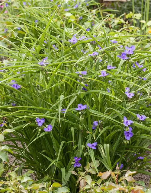 Tradescantia andersoniana