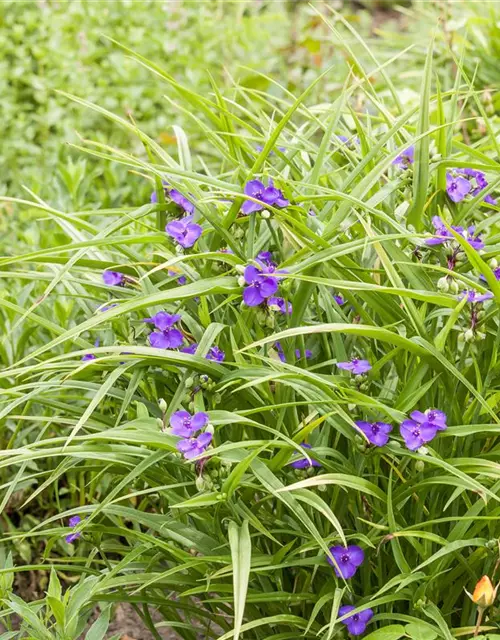 Tradescantia andersoniana