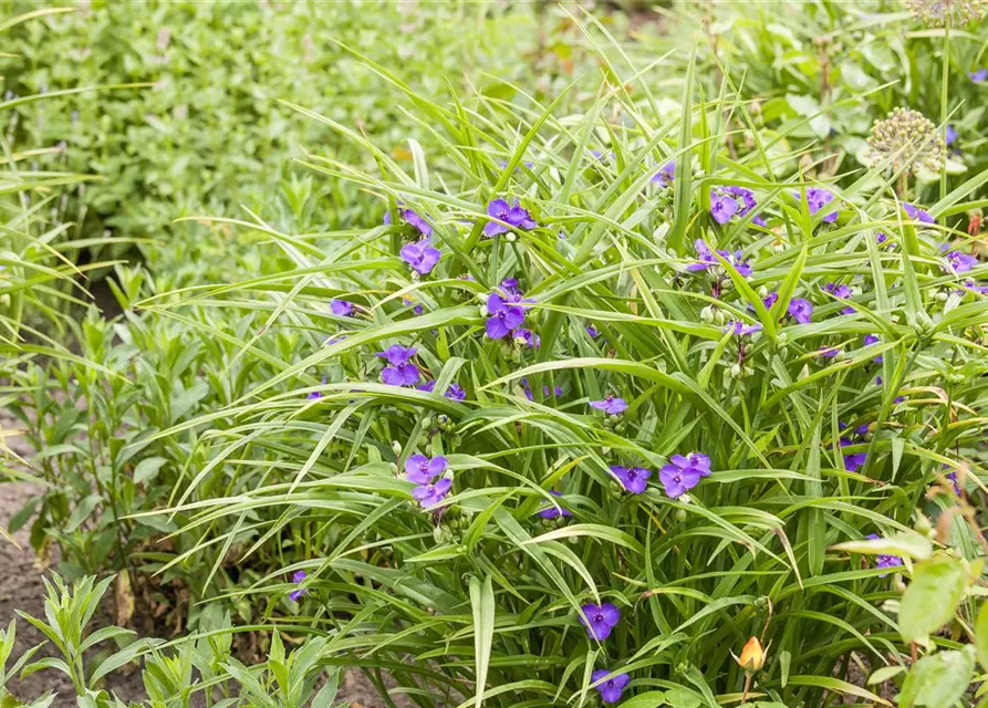 Tradescantia andersoniana