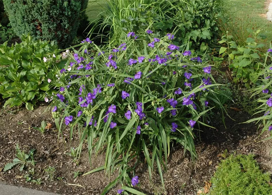 Tradescantia andersoniana