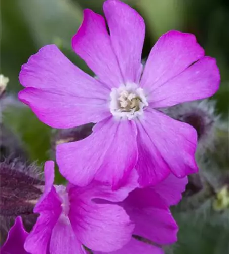 Silene dioica