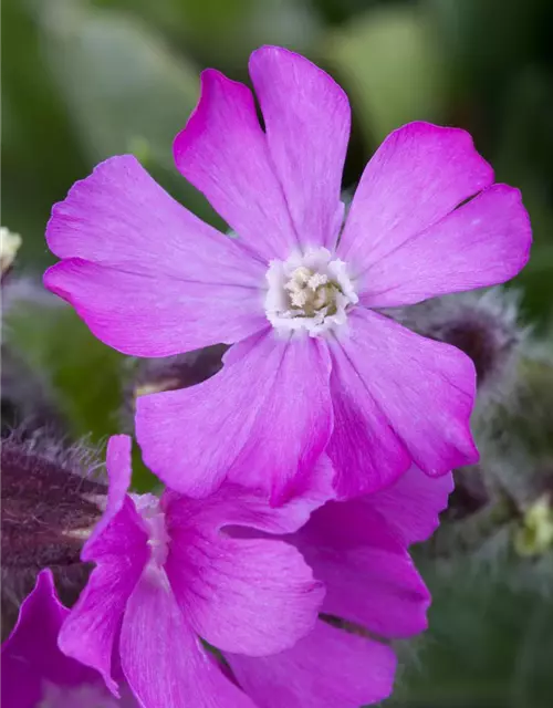 Silene dioica