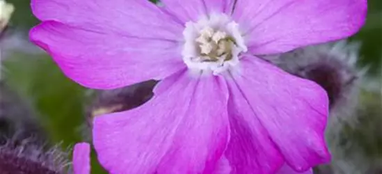 Silene dioica