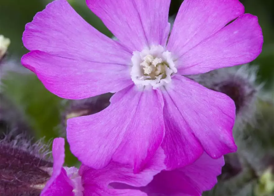 Silene dioica