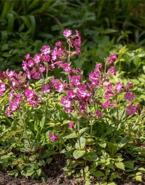 Silene dioica