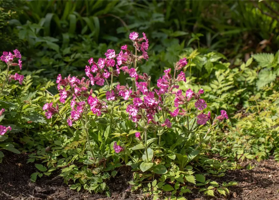 Silene dioica