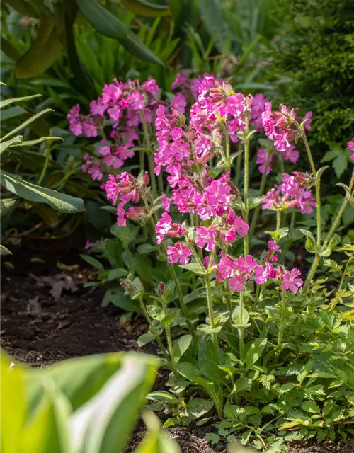 Silene dioica