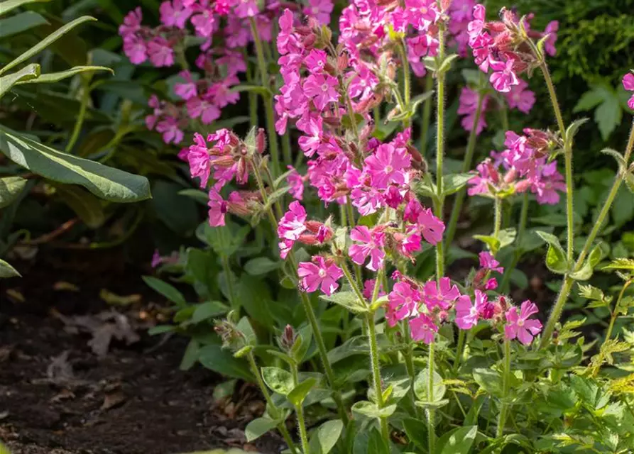 Silene dioica