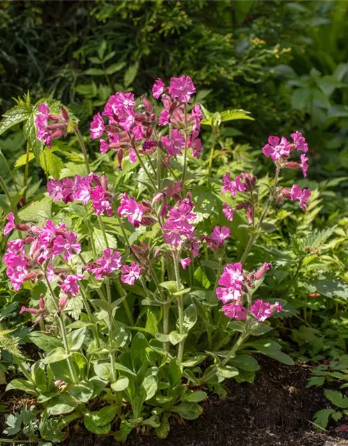 Silene dioica