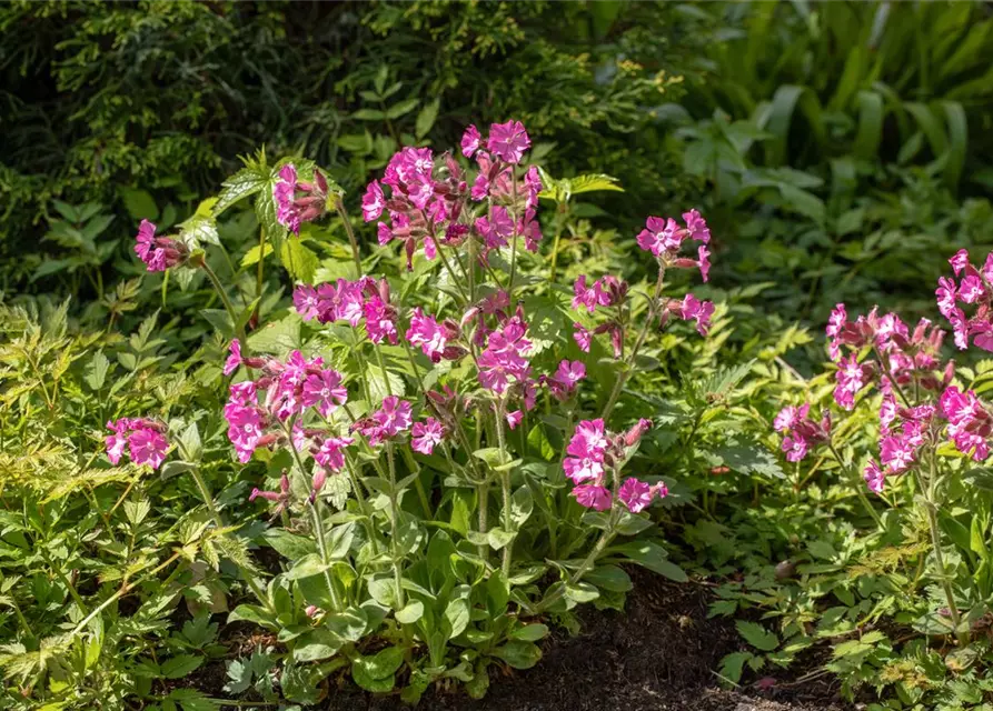 Silene dioica