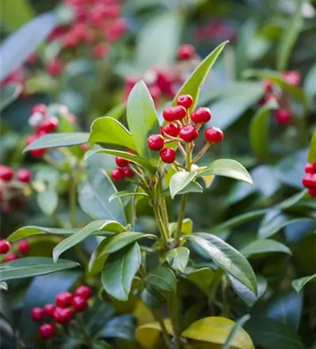 Skimmia japonica