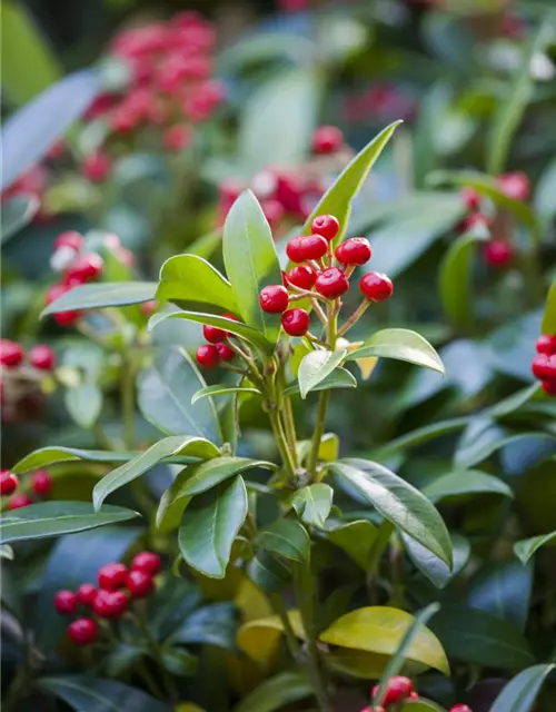 Skimmia japonica