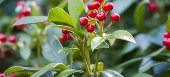 Skimmia japonica