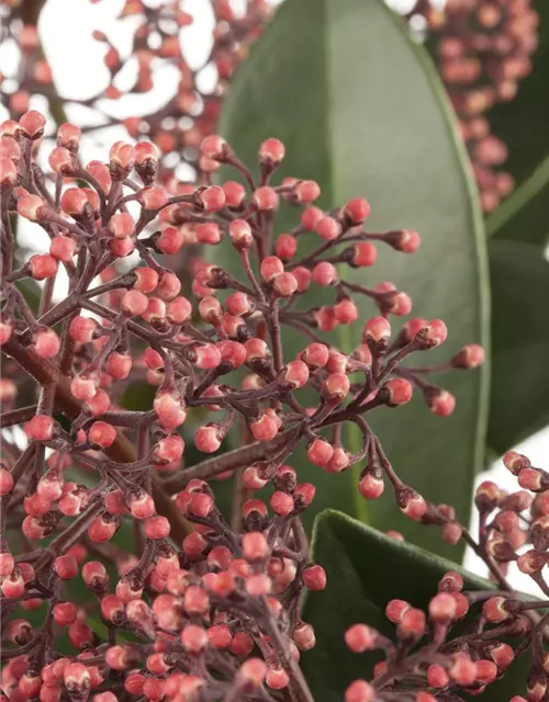 Skimmia japonica