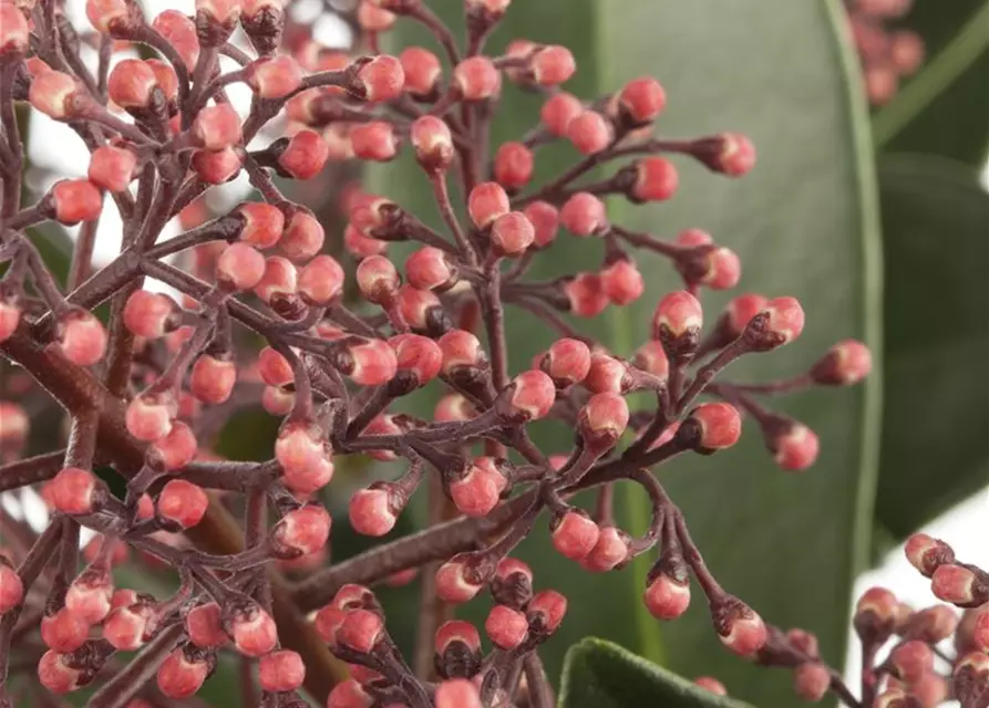 Skimmia japonica