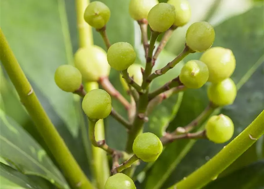 Skimmia japonica