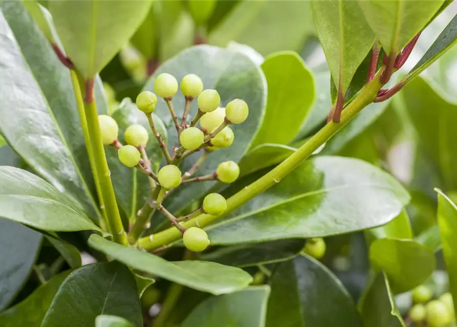 Skimmia japonica