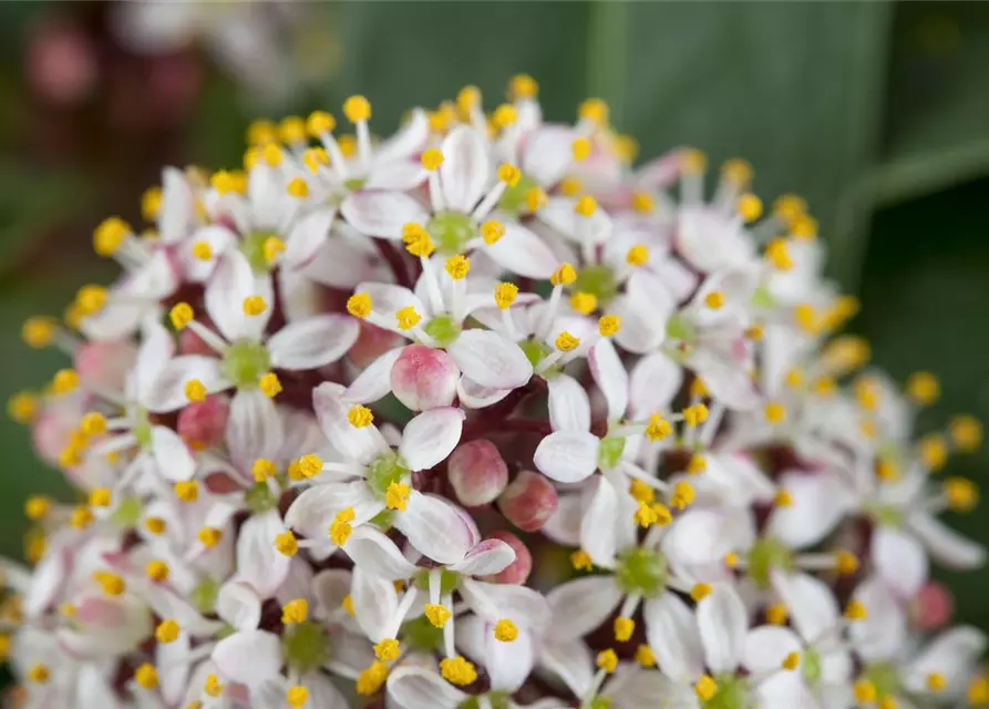 Skimmia japonica