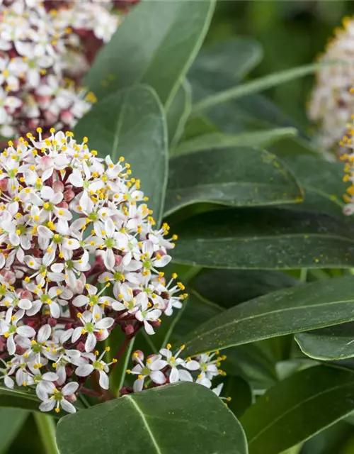 Skimmia japonica