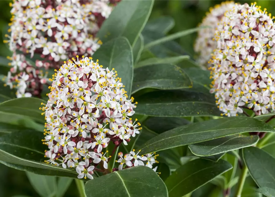 Skimmia japonica