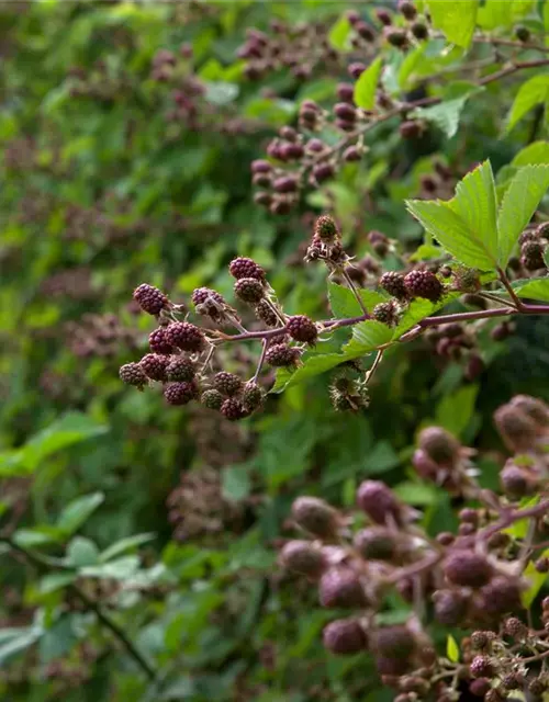 Rubus fruticosus