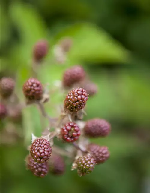 Rubus fruticosus