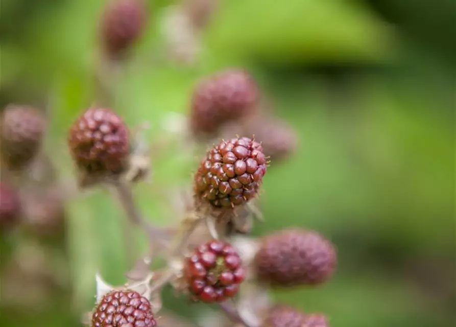 Rubus fruticosus