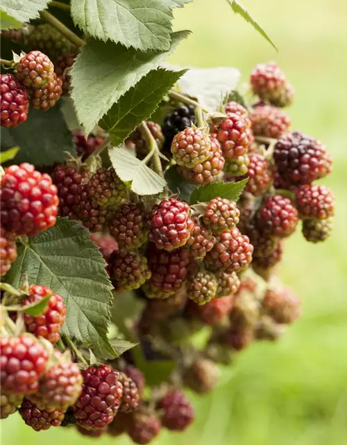 Rubus fruticosus