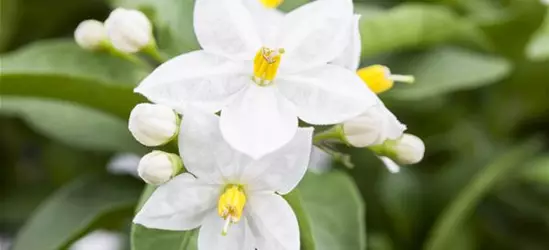 Solanum jasminoides