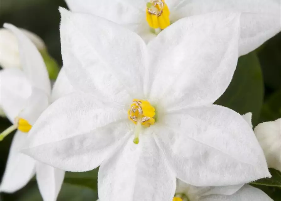 Solanum jasminoides