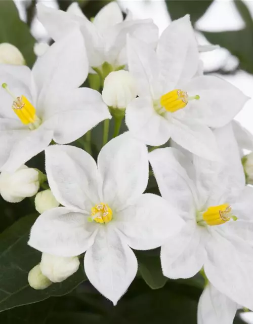 Solanum jasminoides