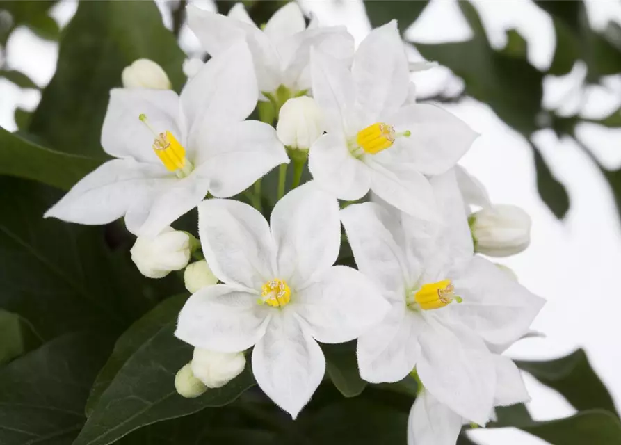 Solanum jasminoides