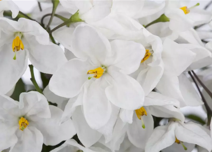 Solanum jasminoides